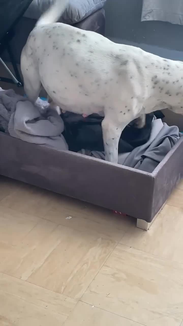 American Bull Staffy dogs for sale: American staff puppy  - Video 2