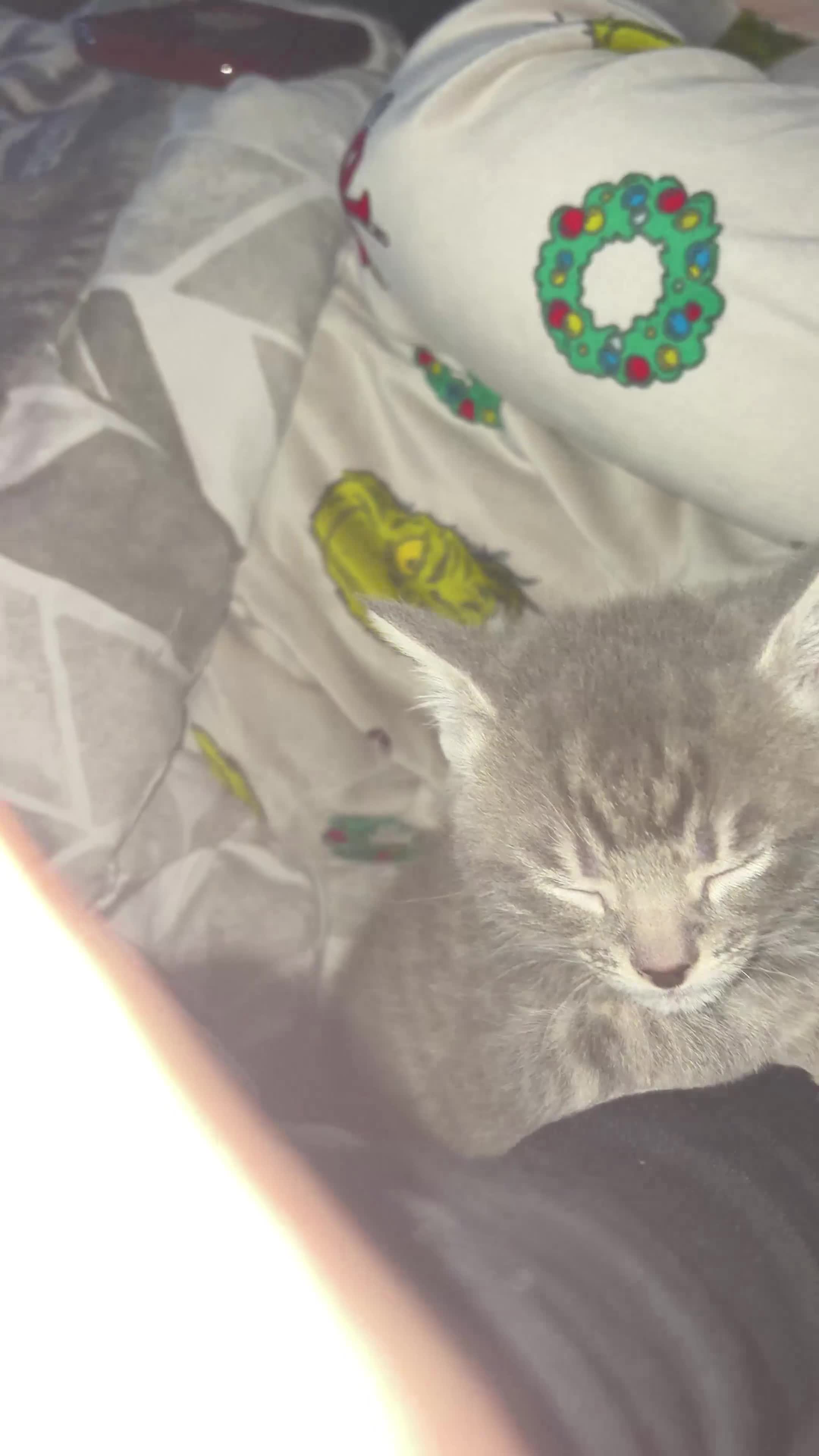 Mixed Breed cats for sale: Pilke kitten for sale - Video 1