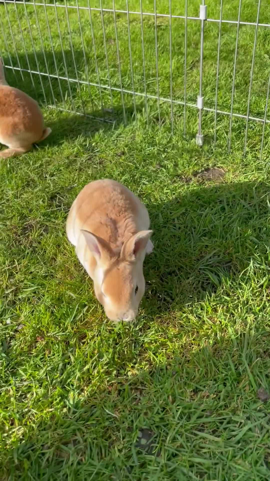 Rex rabbits for sale: 5 week old pure mini Rex💖💙 - Video 3