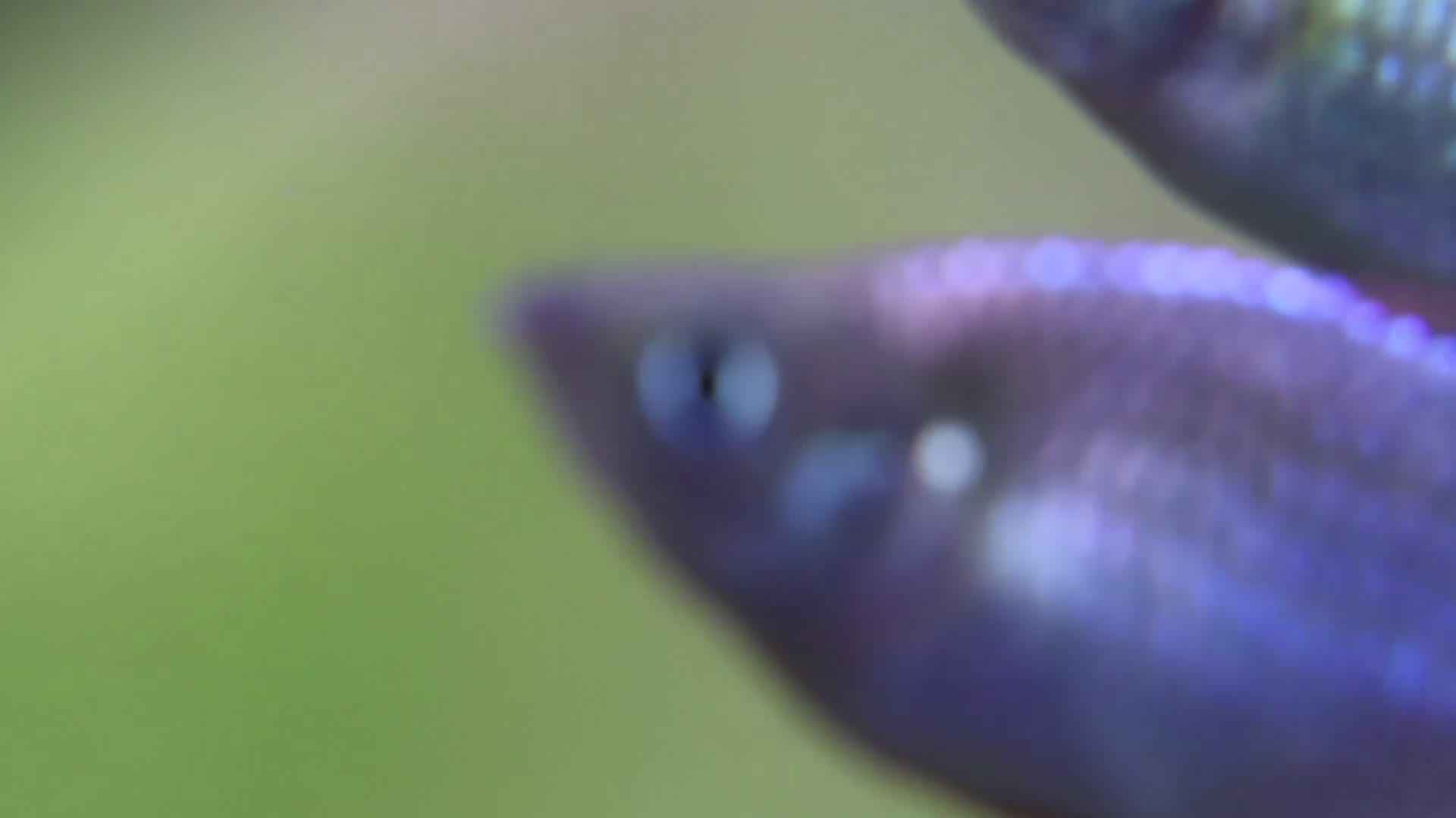 Rainbow Fish fish for sale: Neon Dwarf Rainbows  - Video 1