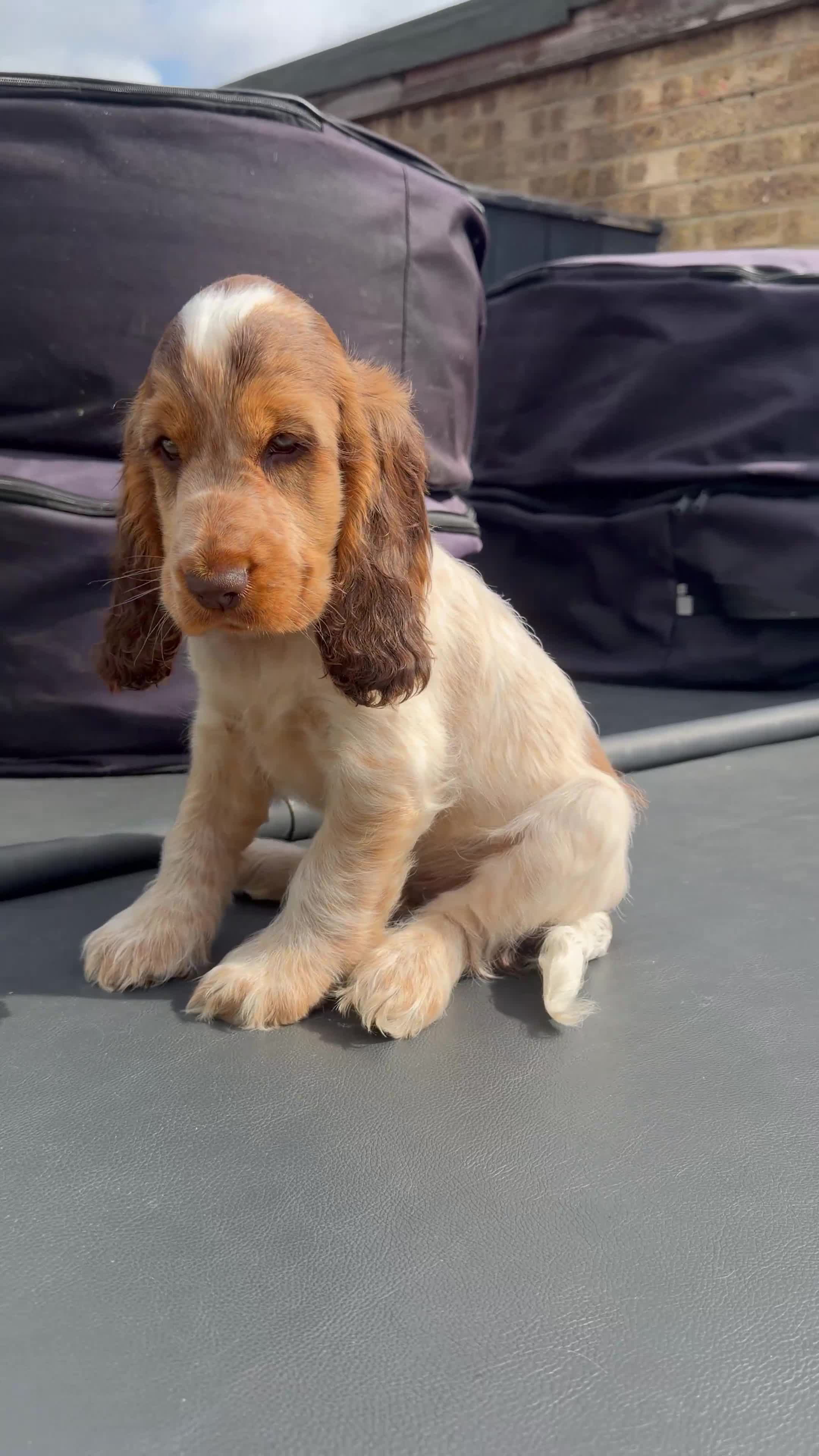 Cocker Spaniel dogs for sale: gorgeous Chocolate roan sable girl🤎 - Video 1