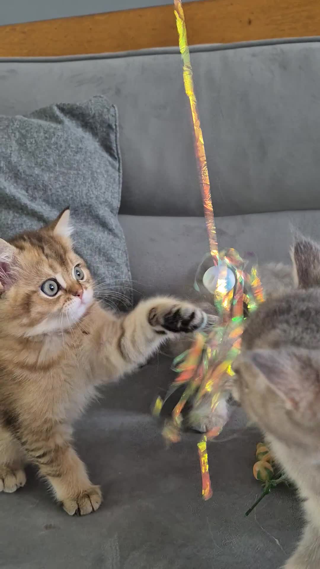 British Shorthair cats for sale: Golden British babies - Video 2