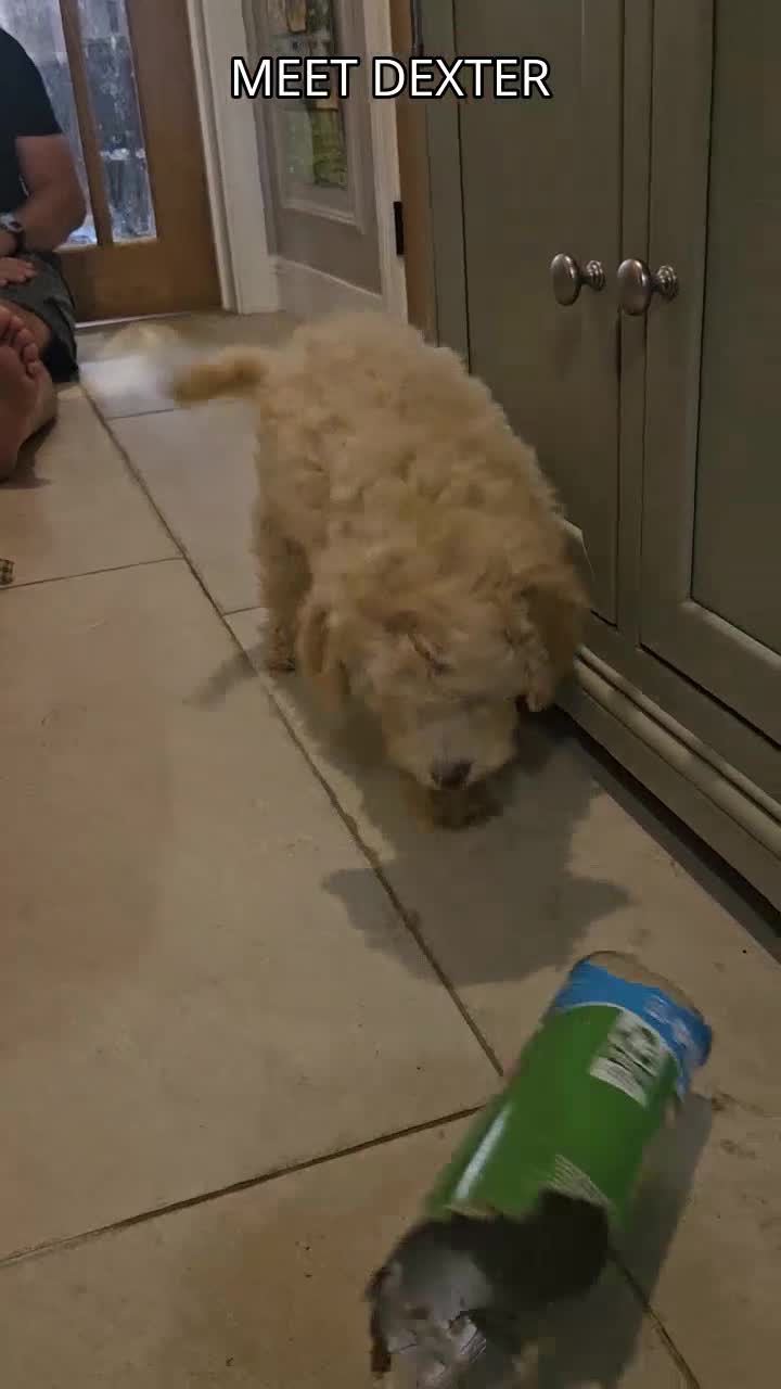 Mini Goldendoodle dogs for sale: F2B MINIATURE GOLDENDOODLES 🐾 FULLY VACCINATED ❤️ - Video 3