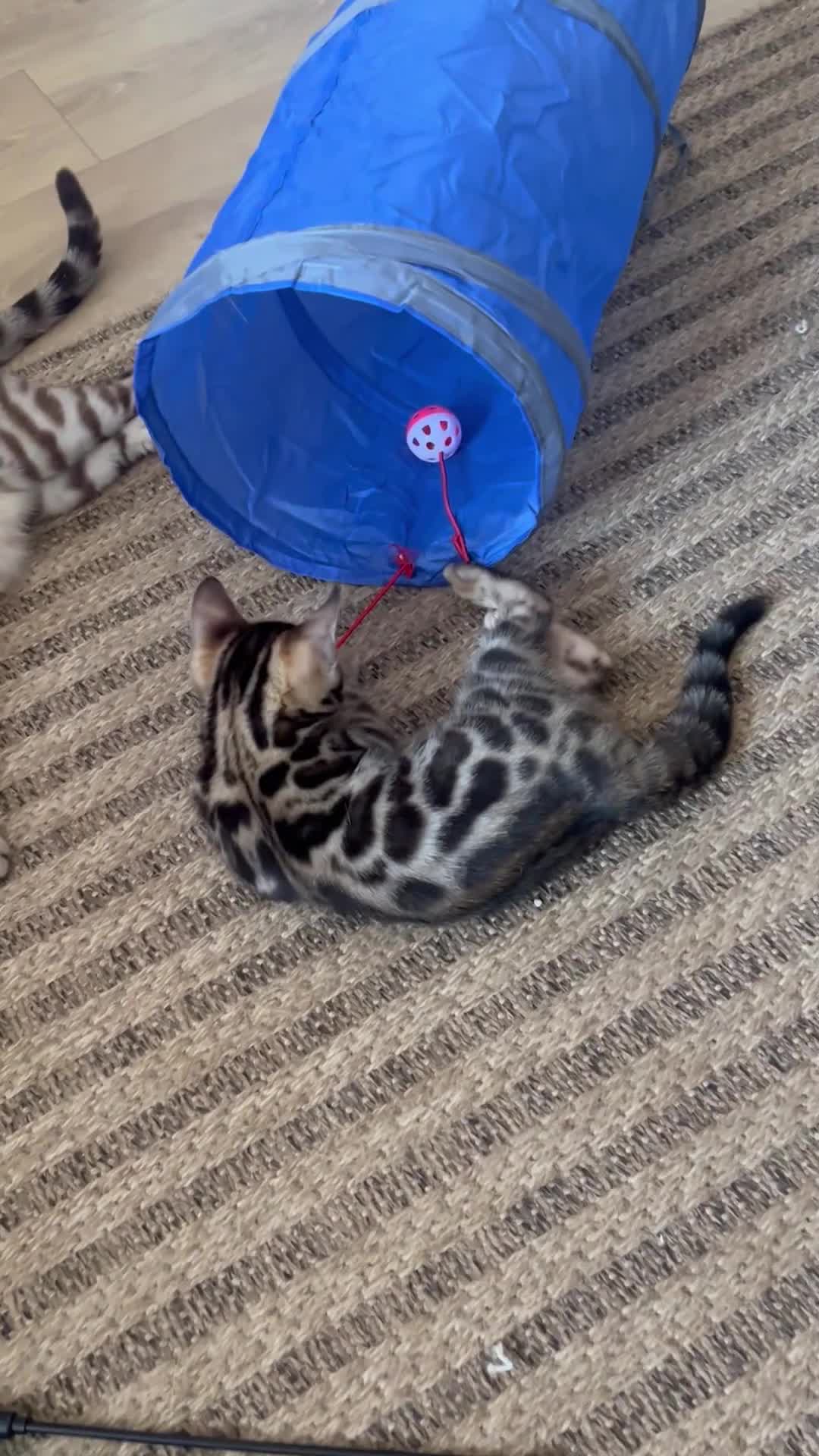 Bengal cats for sale: Stunning Bengal boy  - Video 1