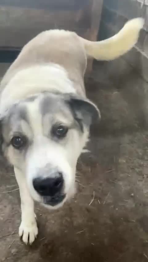 Mixed Breed dogs for adoption: 🐾💛 LISA – A Gentle Soul Saved Just in Time 💛🐾 - Video 3