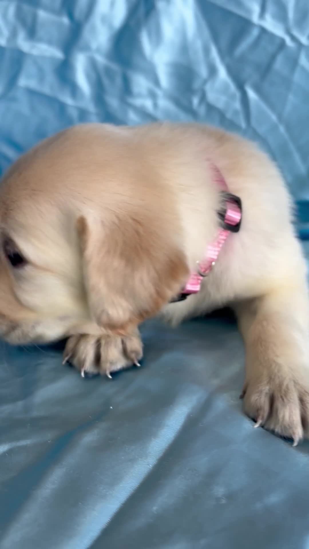 Goldador dogs for sale: READY NOW. HEALTH CHECKS DONE🤍🦮 GOLDADOR PUPPIES in Bridgend - Video 1
