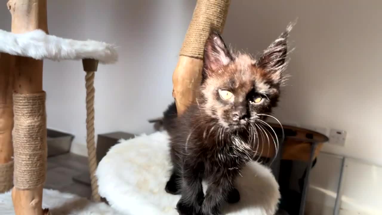 Maine Coon cats for sale: 3 Gorgeous TICA Registered Mainecoon kittens  - Video 3
