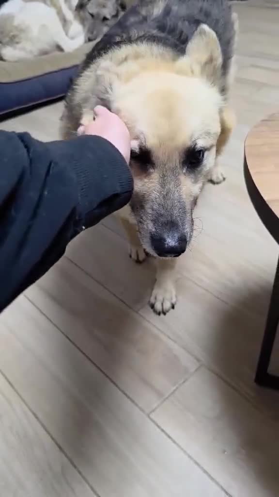 Mixed Breed dogs for adoption: GUS - The gentleman - Video 1