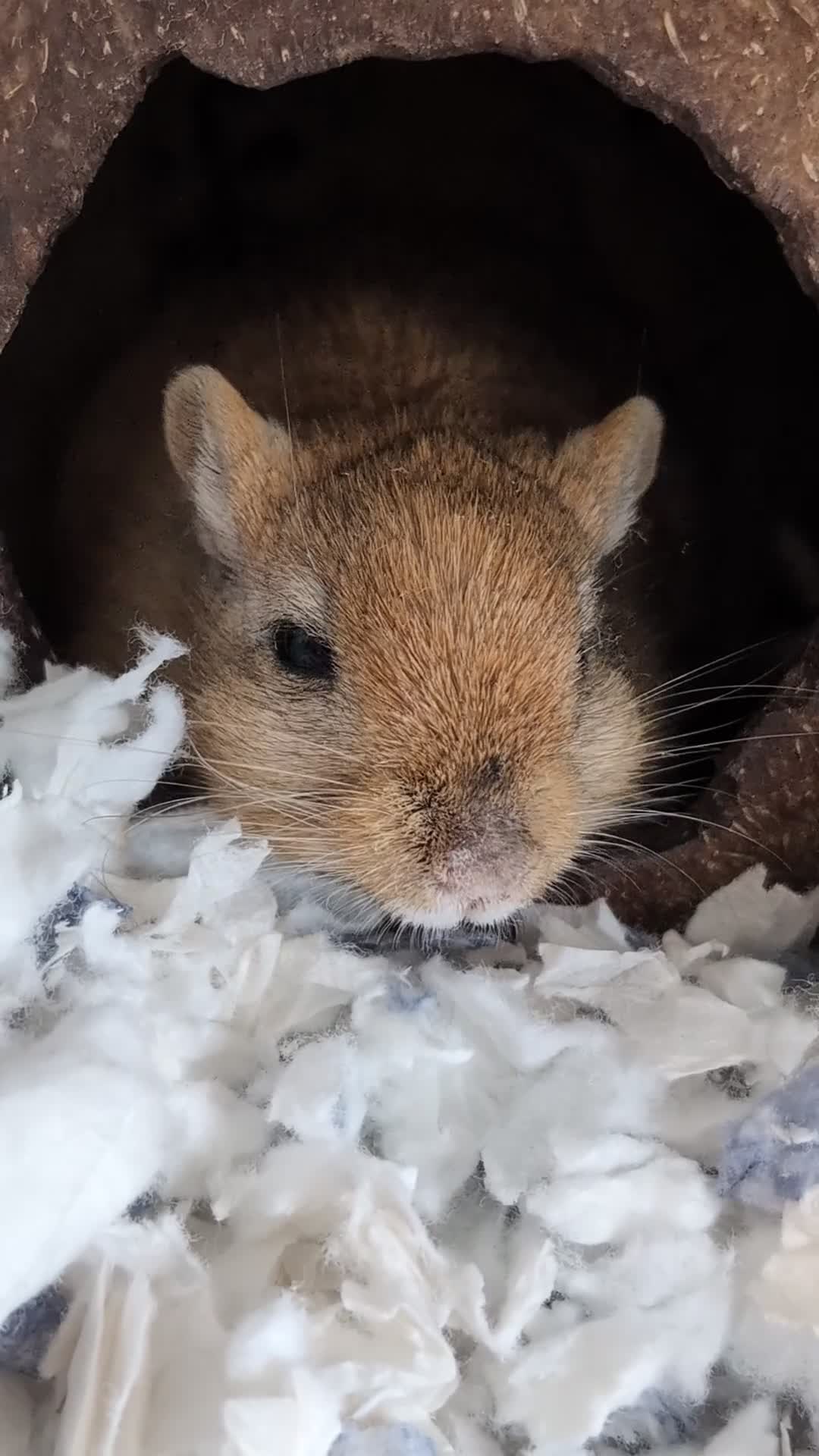 Gerbil rodents for sale: Lonely gerbil girl - Video 1