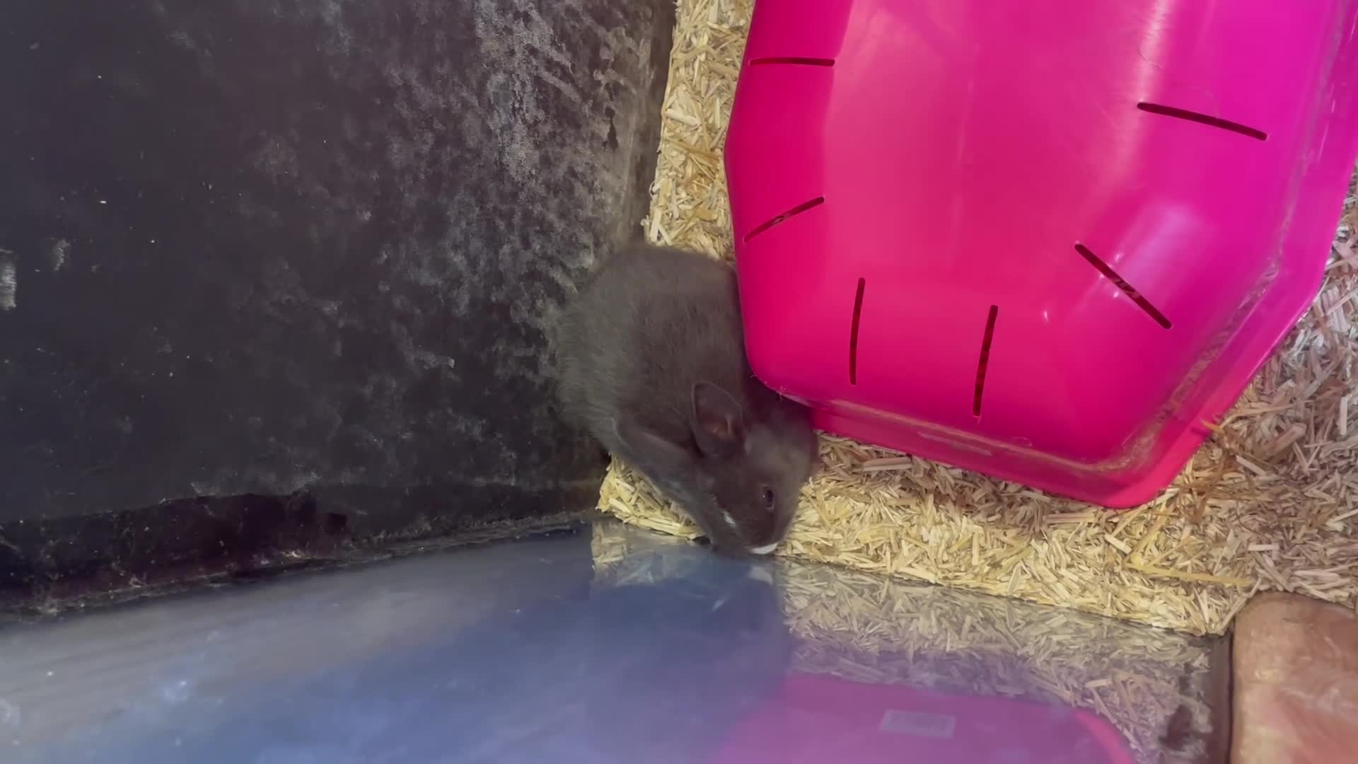 Mixed Breed rabbits for sale: Lionhead x Lops  - Video 1