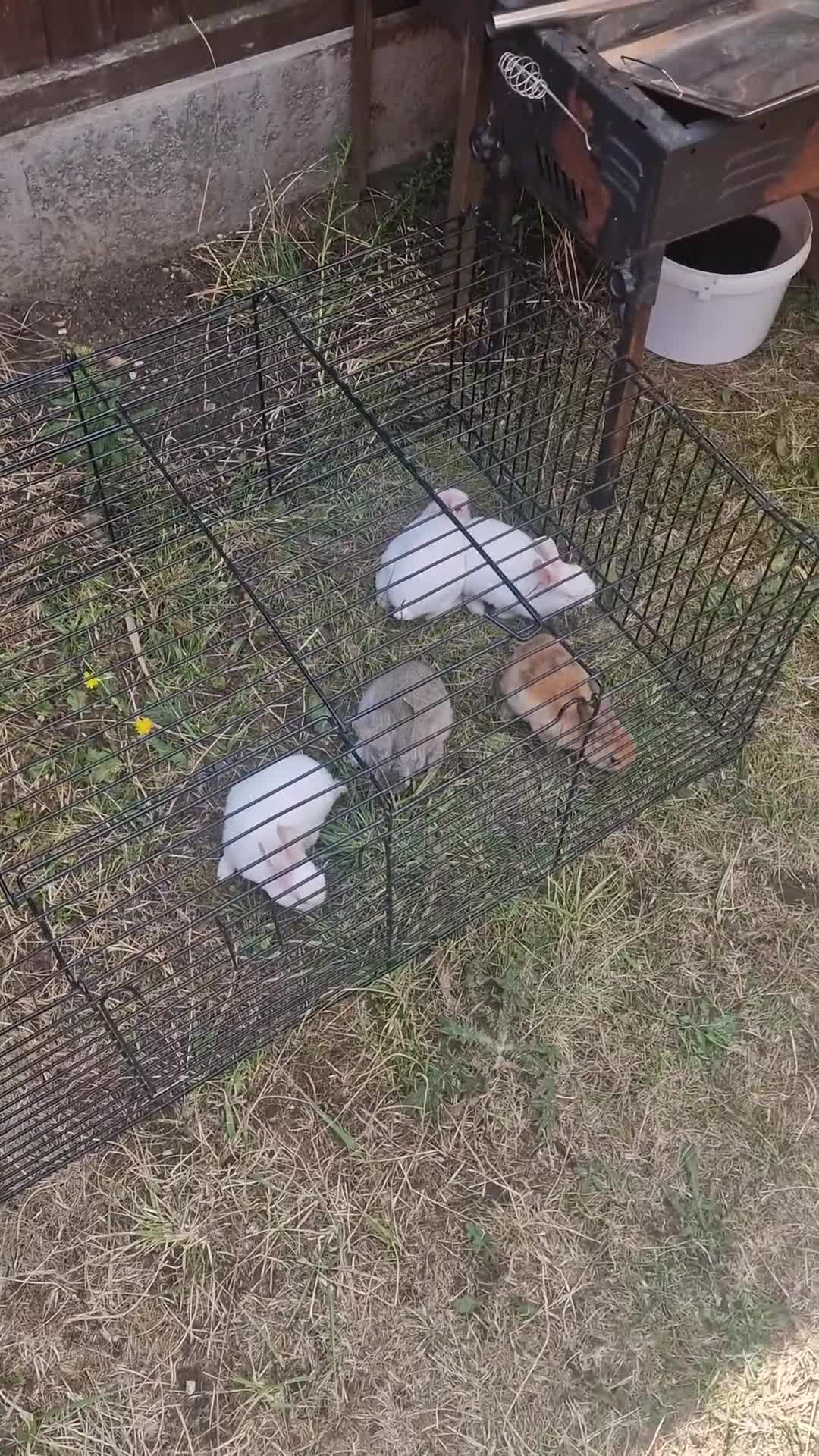 Rex rabbits for sale: Baby rabbit - Video 1