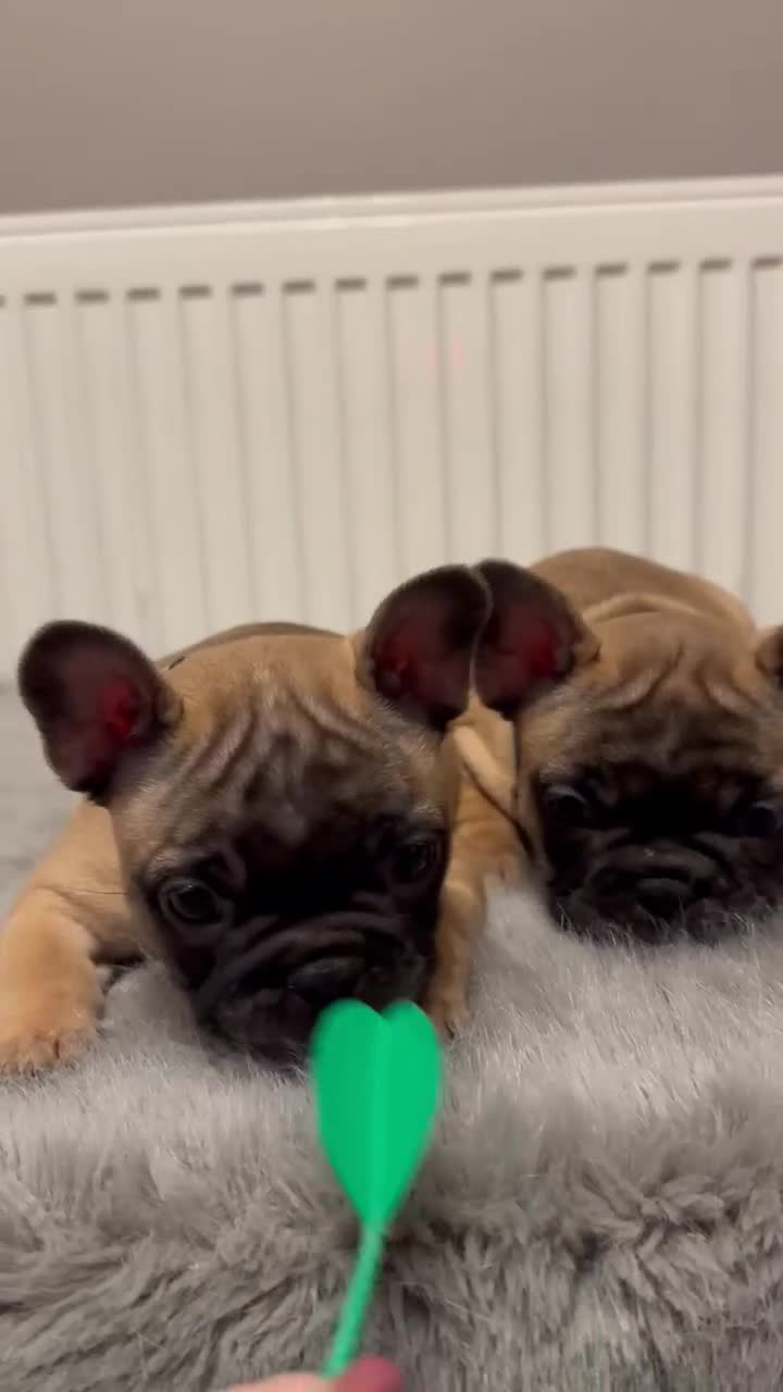 French Bulldog dogs for stud: Mani standard red silver fbce RFG 1  in Edinburgh - Video 5
