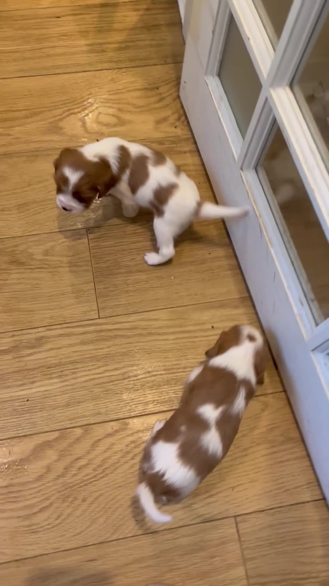 Cavalier King Charles Spaniel dogs for sale: King Charles Cavalier puppies for sale  - Video 2
