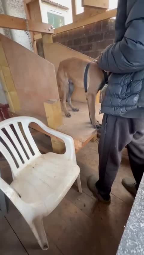 Belgian Shepherd Dog dogs for sale: Belgian Malinois Puppies – 4 Months Old - Video 4