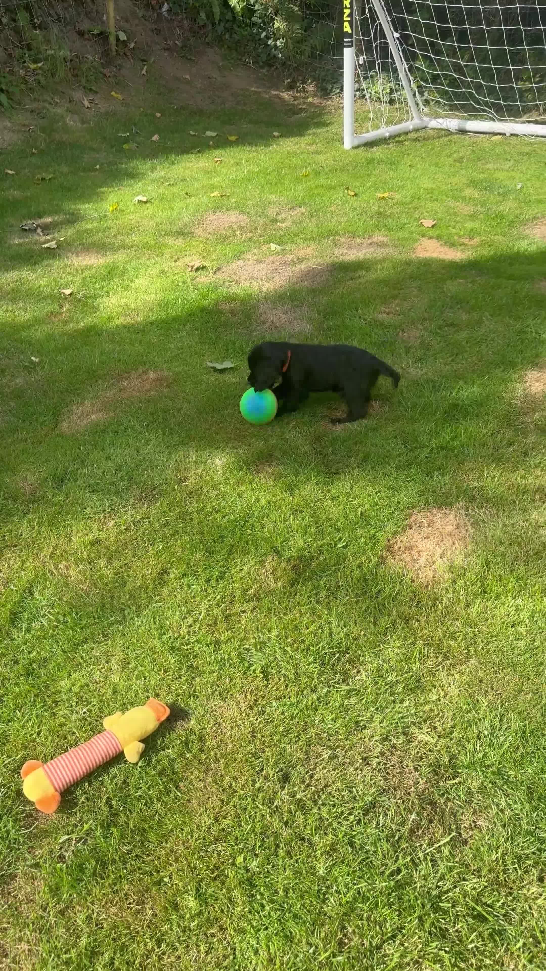 Sprocker dogs for sale: Cocker spaniel pups  - Video 4