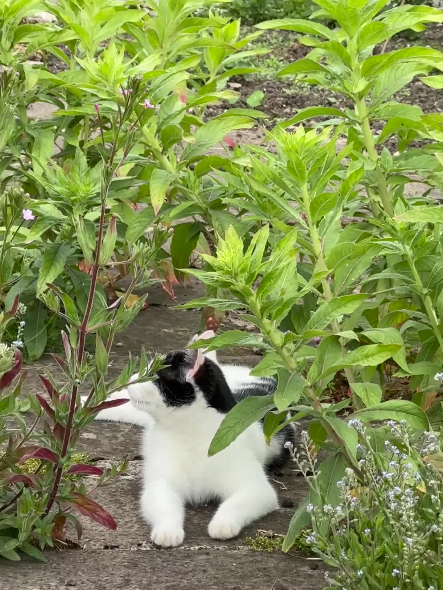 Mixed Breed cats for sale: Tuxedo Female Lucy  - Video 1