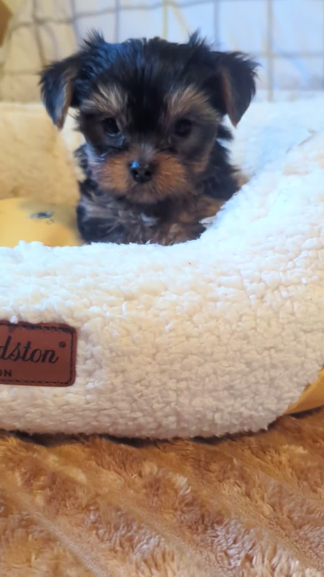 Yorkshire Terrier dogs for sale: Adorable Yorkshire terrier puppy available  - Video 1