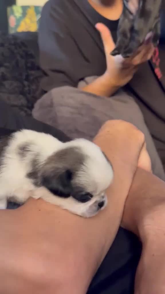 Pug dogs for sale: Beautiful and rare purebred puppies - Video 2