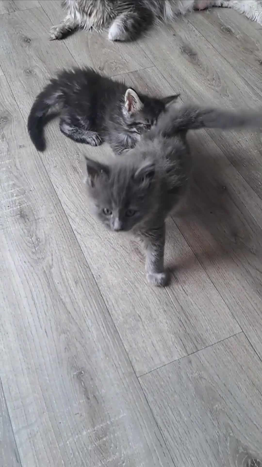 Maine Coon cats for sale: Pedigree mainecoon kittens in Newark - Video 4