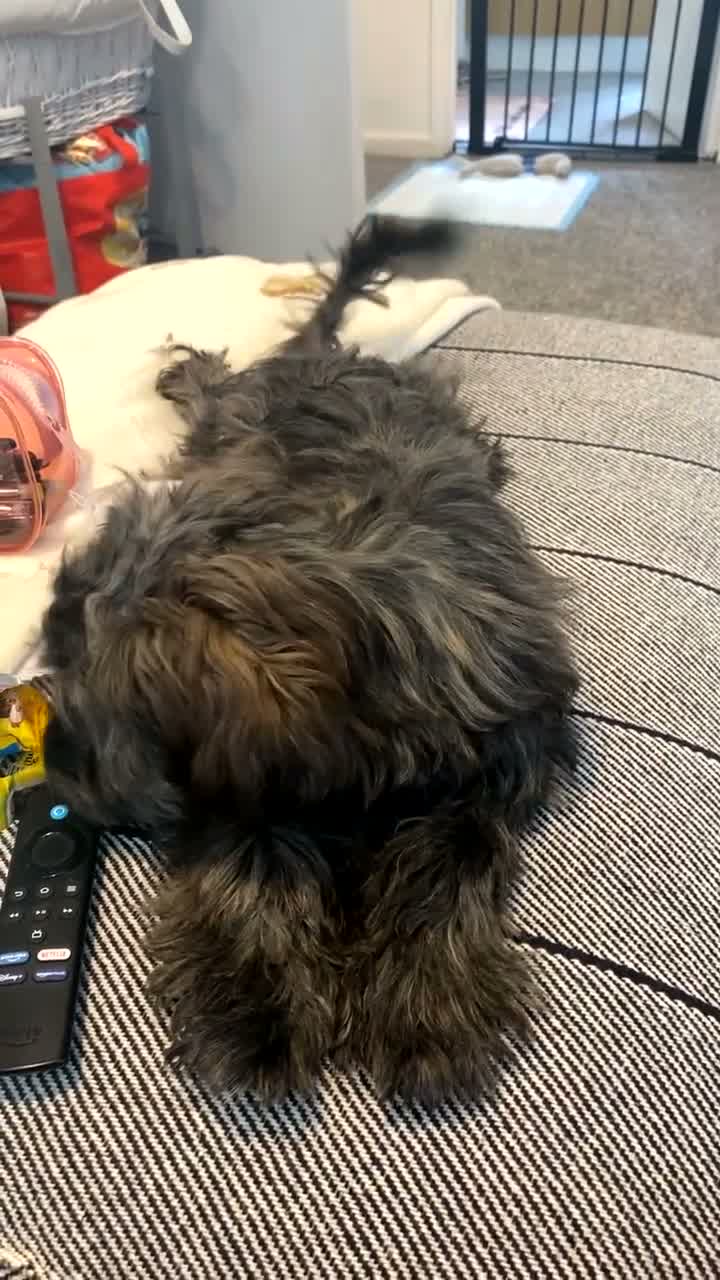 Yorkiepoo dogs for sale: Ozzy x - Video 1