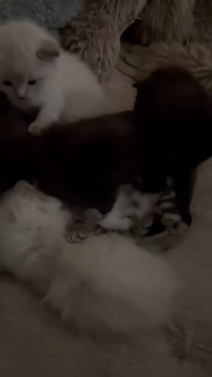 Ragdoll cats for sale: Stunning Rgdoll mix kittens !!!  - Video 1