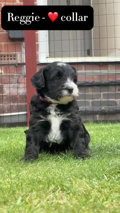 Mixed Breed dogs for sale: Tibetan Terrier x cockerpoo  - Video 4