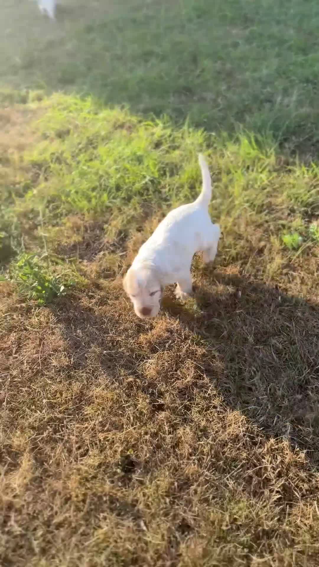 Cocker Spaniel dogs for sale: KC Reg Sable Show Cocker Puppies - Video 1