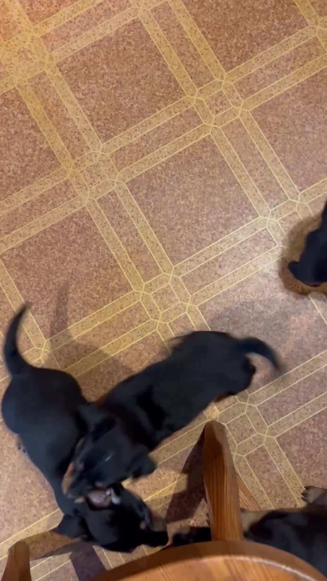 Lancashire Heeler dogs for sale: KC Reg Lancashire Heelers - Video 1