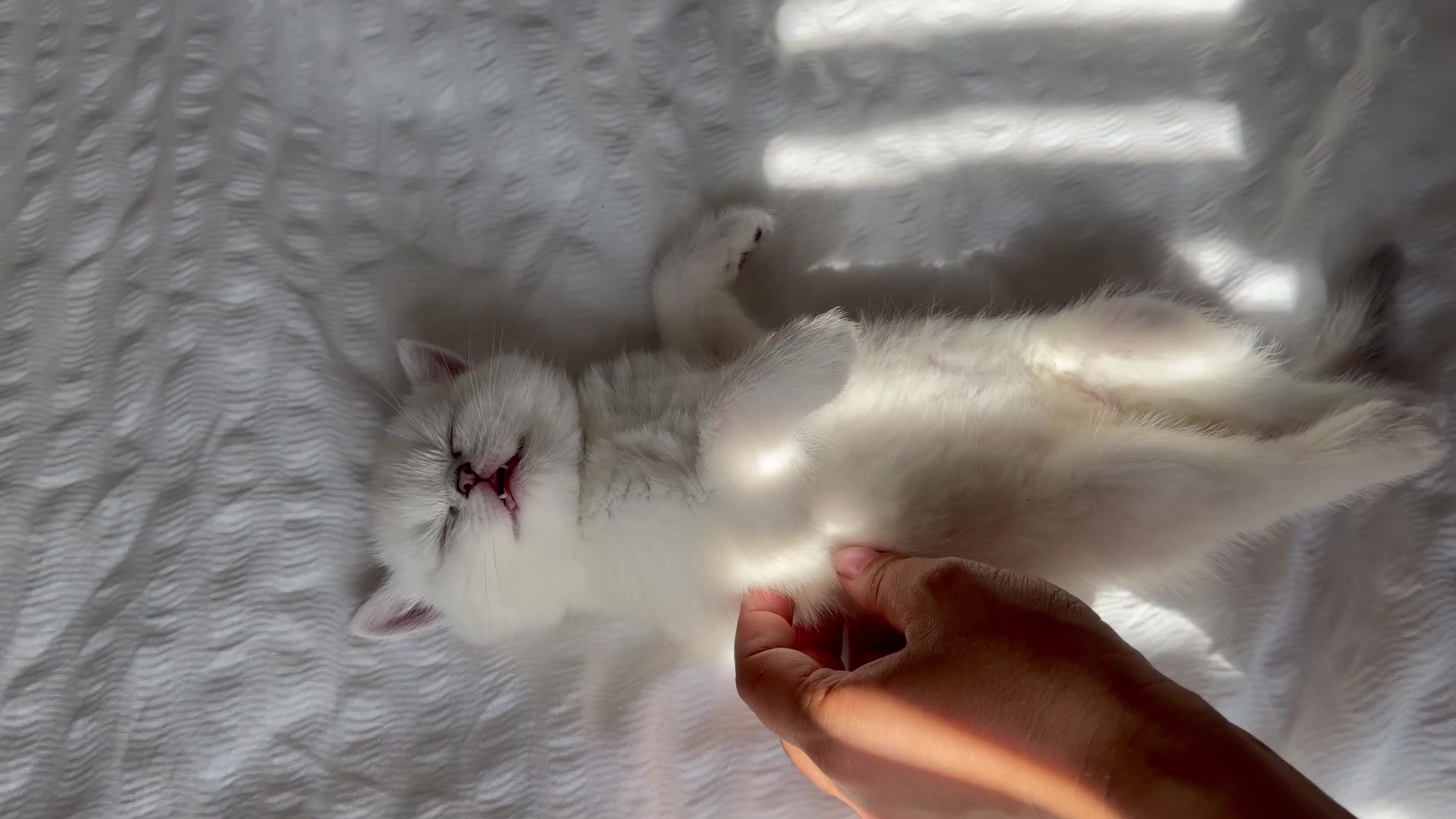 Scottish Fold cats for sale: Silver chinchilla Scottish folds  - Video 1