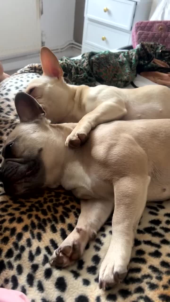 French Bulldog dogs for sale: Honey French bulldog  in Gravesend - Video 1