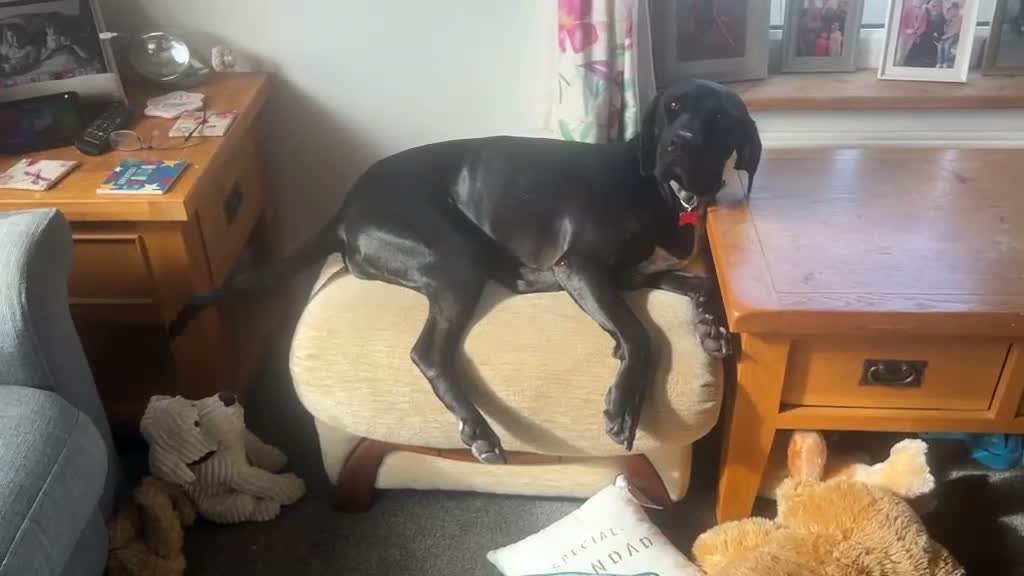 Mixed Breed dogs for adoption: Jessica - Video 2