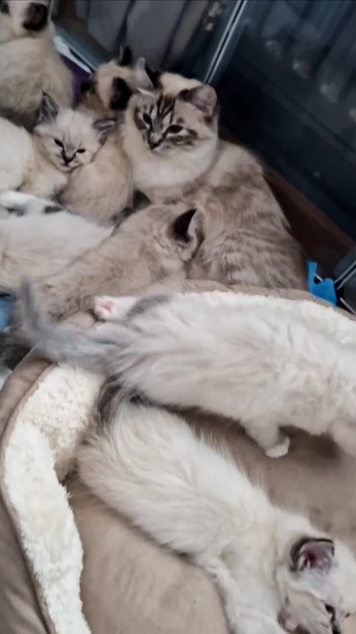 Ragdoll cats for sale: 🥰Fluffdoll Ragdoll Gorgeous Girls 🥰 - Video 1