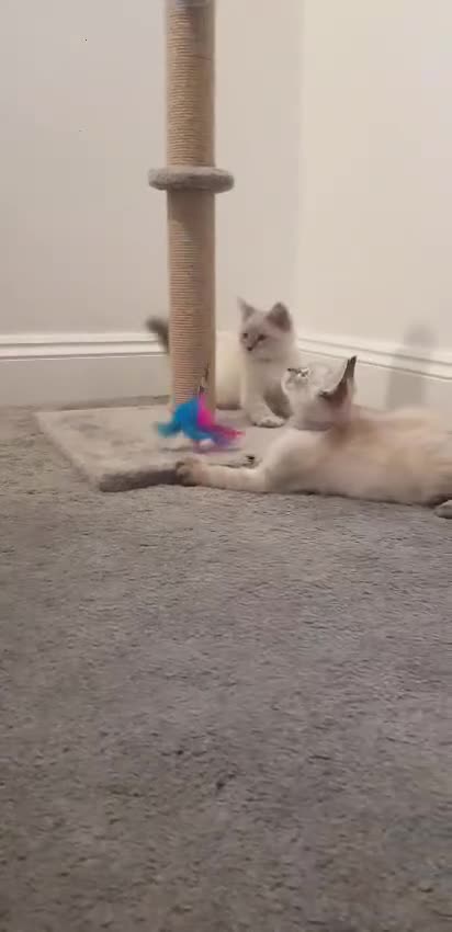 Siberian cats for sale: Beautiful Neva Masquerade kittens - Video 1