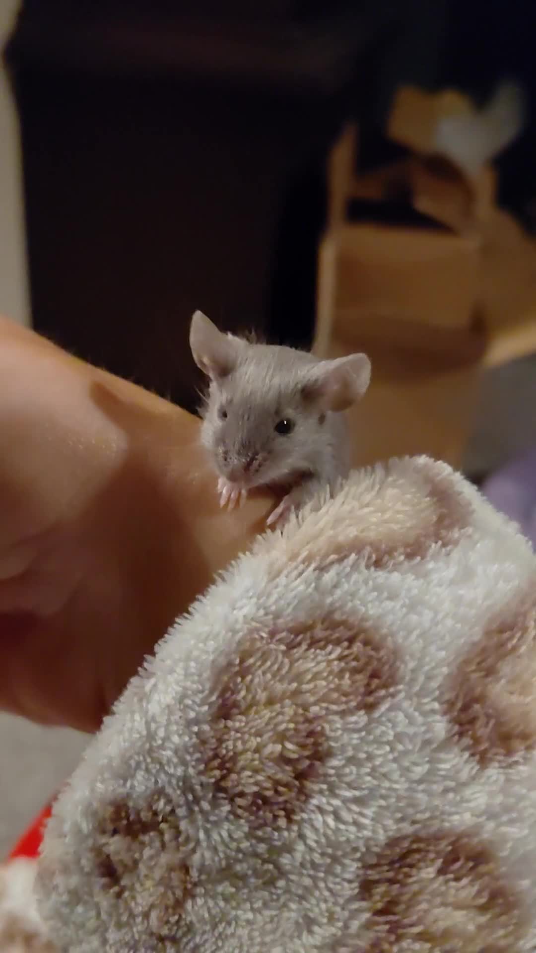 Mouse rodents for sale: X4 adult females and x12 litter  - Video 1