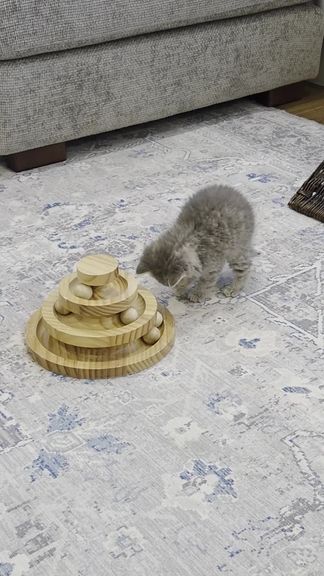 British Shorthair cats for sale: Gorgeous Pure Breed British Shorthair Kittens - Video 2