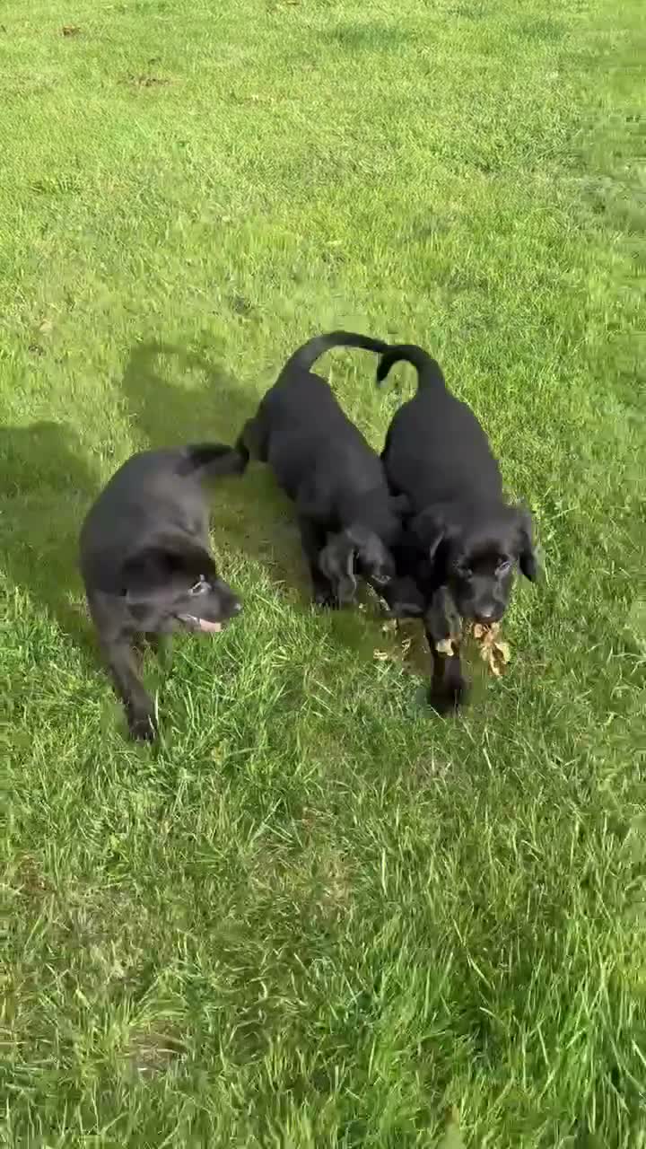 Labrador Retriever dogs for sale: Beautiful Labrador puppies - Video 3