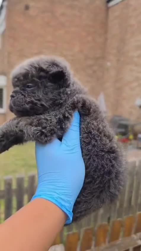 French Bulldog dogs for sale: Beautiful C2 Carrying Fluffy Frenchies - Video 1