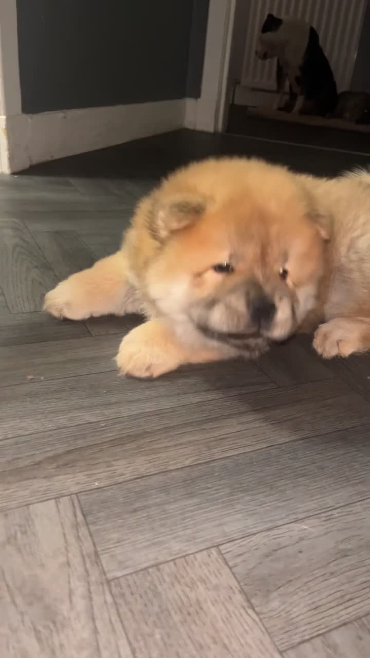 Chow Chow dogs for sale: 1 female left chow chow  - Video 3