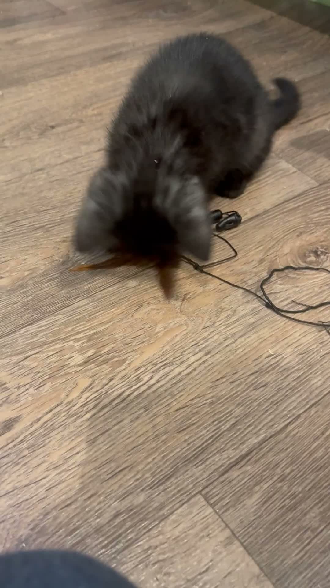 Scottish Fold cats for sale: Ready for rehoming! Registered Scottish striaghts  - Video 1