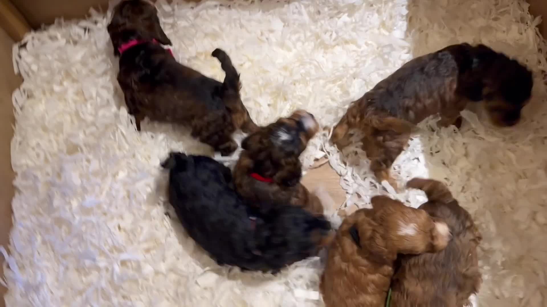 Cockapoo dogs for sale: 6 beautiful Cockerpoo  - Video 1