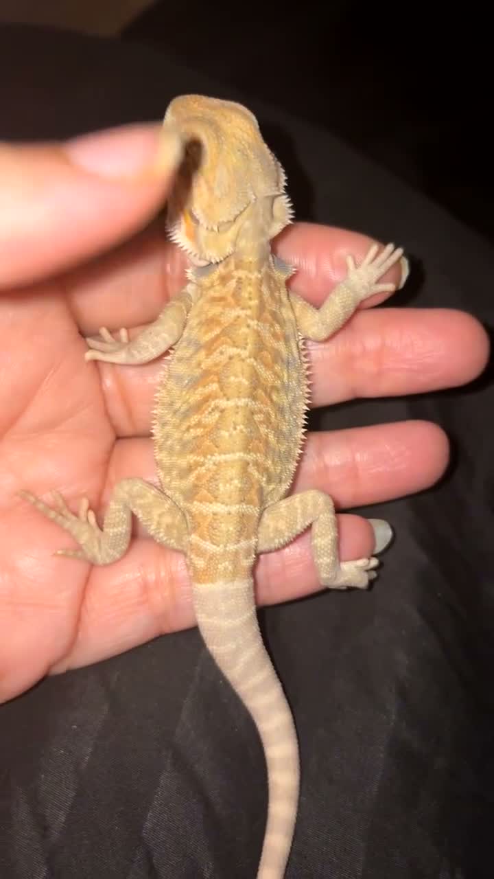 Bearded Dragon reptiles for sale: Beautiful leatherback babies last 2 - Video 1