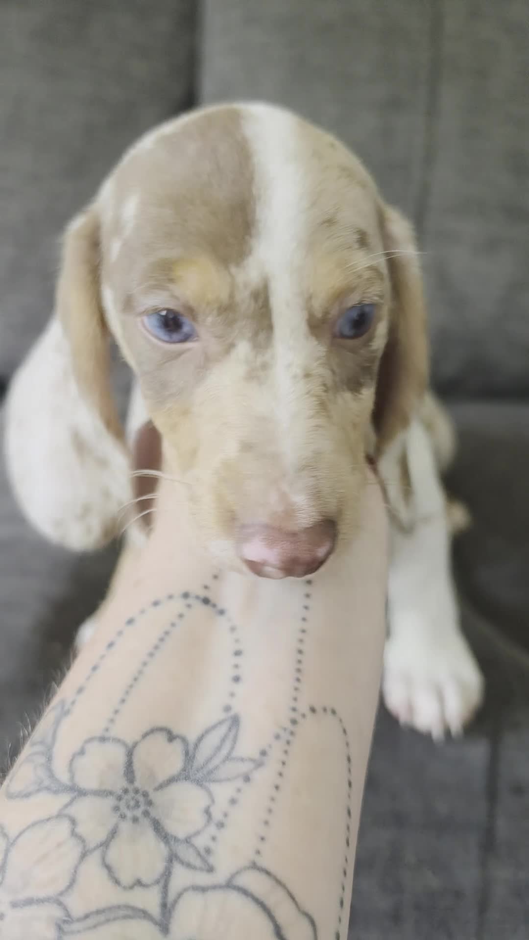 Miniature Dachshund dogs for sale: Female dapple dachshund  - Video 1