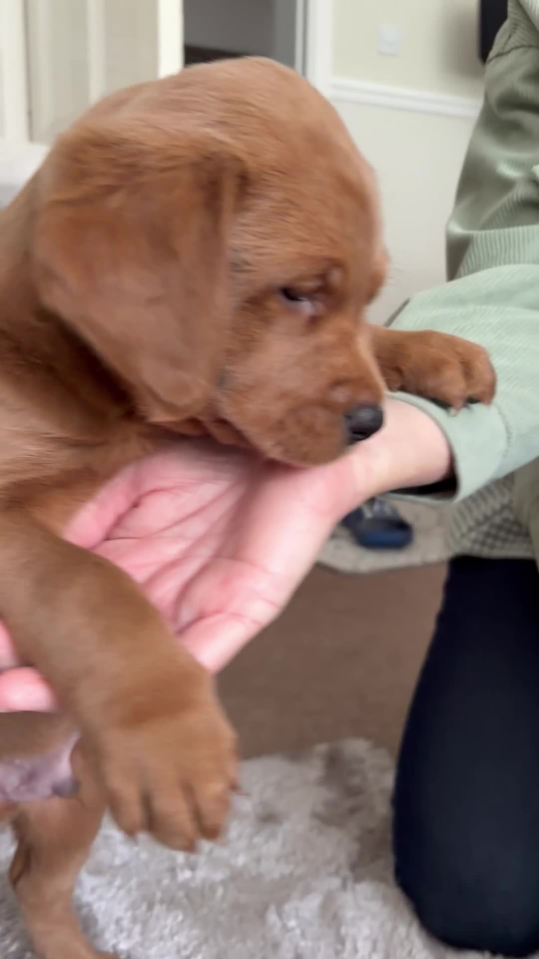 Labrador Retriever dogs for sale: Fox Red Labradors  - Video 2