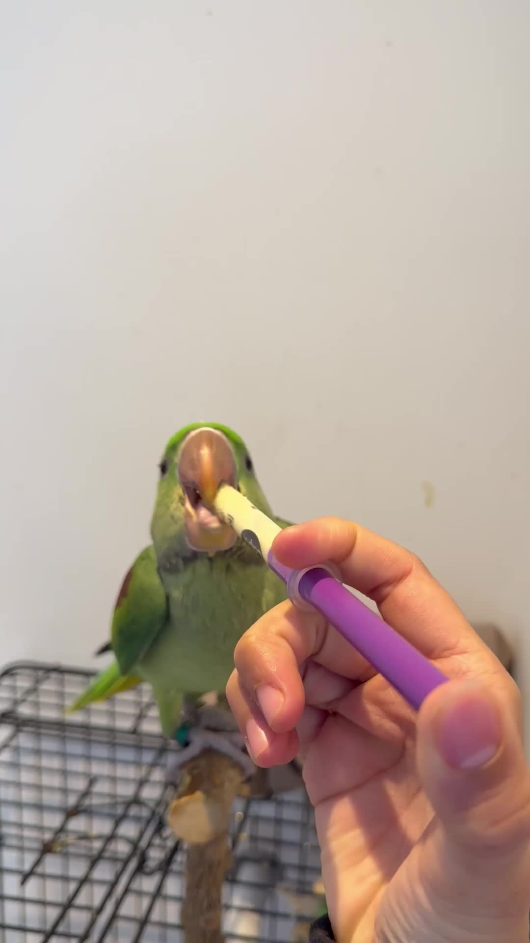 Parrots birds for sale: Alexandrine Parrot (Male) 9 weeks Old!  - Video 1