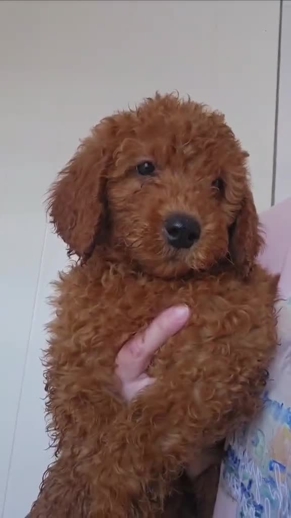 Goldendoodle dogs for sale: 7 outstanding miniature f1b goldendoodle  - Video 3
