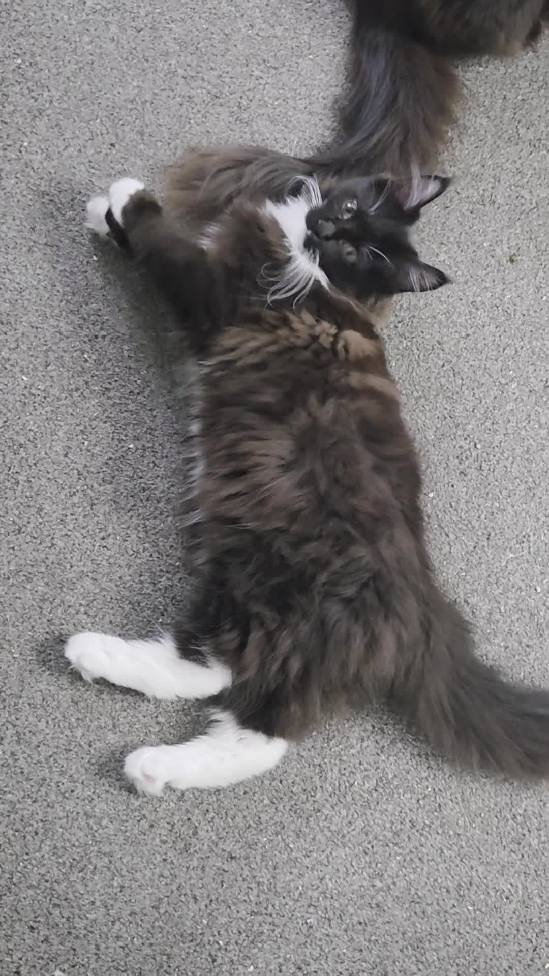 Maine Coon cats for sale: 2 kittens left XL Maine Coon TICA registered  - Video 5