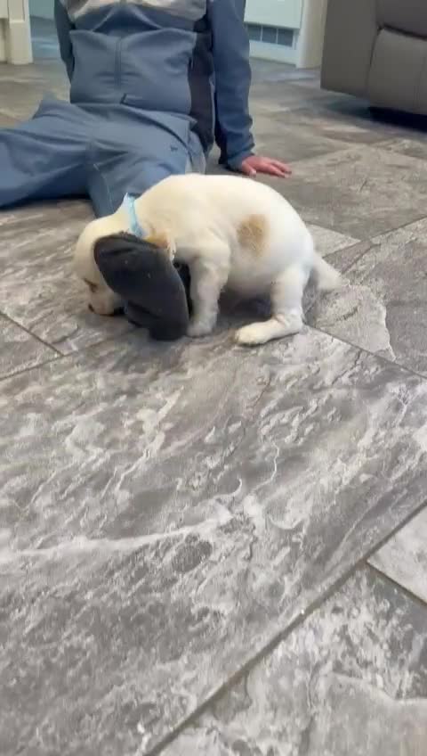 Cocker Spaniel dogs for sale: Beautiful adorable show type cocker spaniels - Video 1