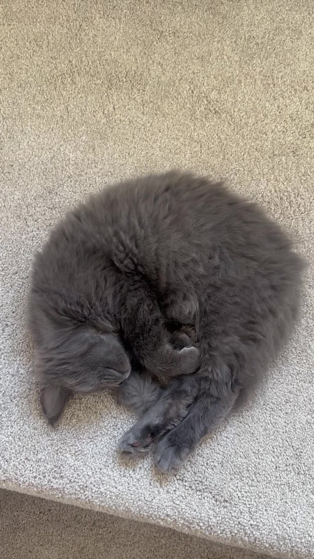 Maine Coon cats for sale: GCCF/Russian Champions BLUE SMOKE Kitten - Video 1