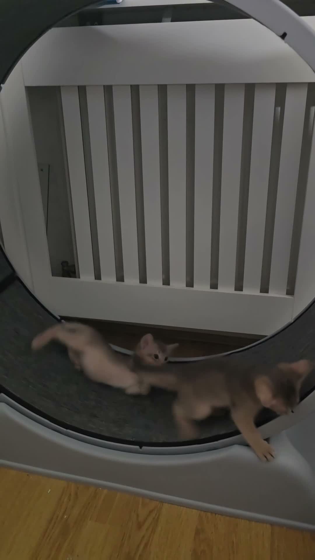Abyssinian cats for sale: Adorable  Abyssinian  male for sale - Video 4