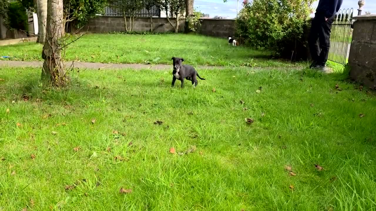 Whippet dogs for sale: 1 Girl Left - KC Whippet Puppies in Aberdeenshire - Video 1
